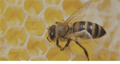 Desktop Screenshot of beekeepers.asn.au
